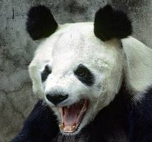 Panda enragé