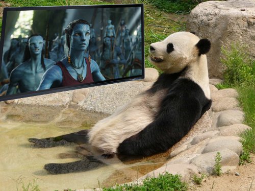 Google+, Panda et avatar