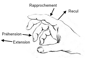Mouvements des doigts