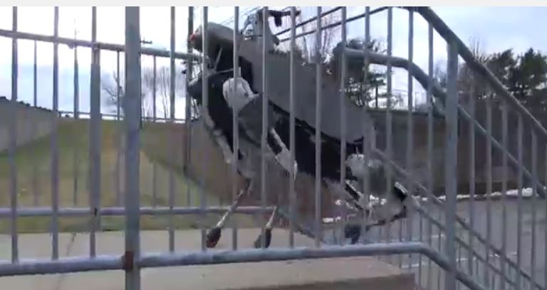 Wildcat climbing stairs