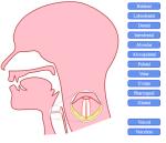 Bouche animée en SVG